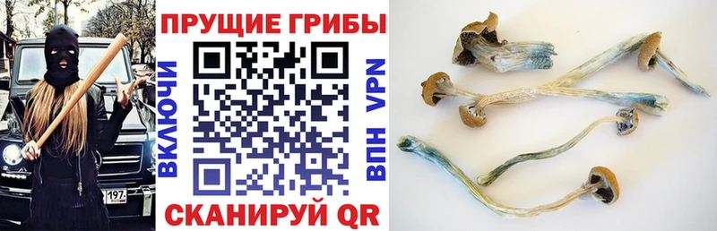 купить наркотики цена  Шахунья  Галлюциногенные грибы ЛСД 